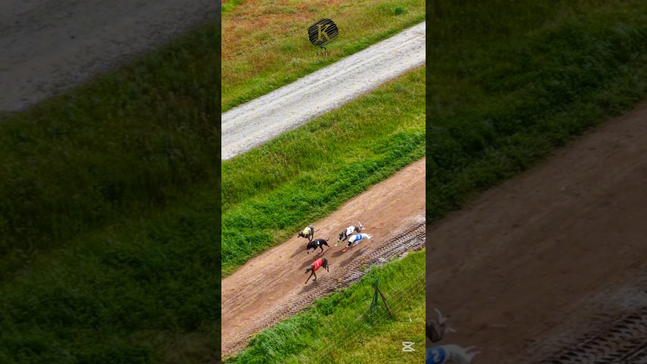 Carrera de galgos  2025  