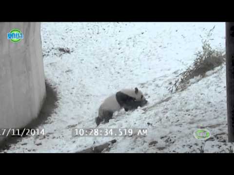 GDS დილა 21.11.2015 - ტორონტოს ზოოპარკის პანდა თოვლში სრიალებს
