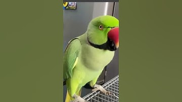 The parrot exposed the cat and dog’s secret plan! 🦜😂 #viralvideo #cat #dog #parrot