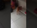 ##petsfofinhos #animais #gatos #pets #