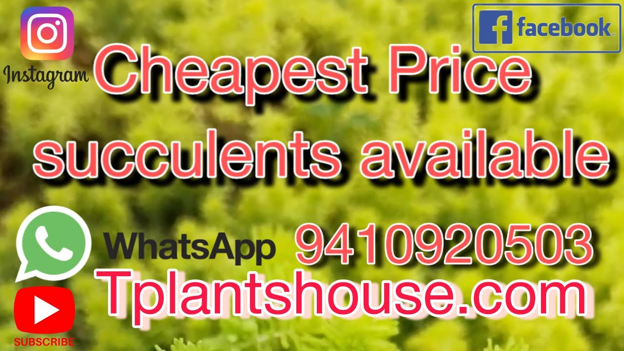 goldmoss_sedum ll Succulent || Buy_at_cheapest_price || 