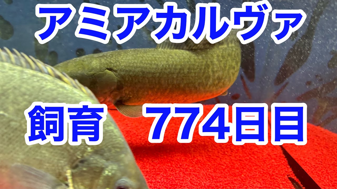 古代魚】アミアカルヴァ774日目 - YouTube
