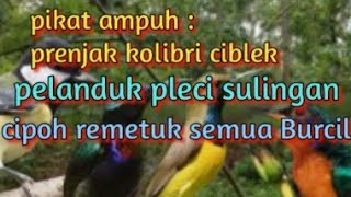 Download Lagu Suara pikat burung kecil : prenjak,ciblek,kolibri pelanduk,cipoh,sirtu,pleci,sulingan,remetuk dsb. MP3