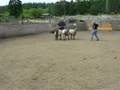 Herding Lesson at Ewe-Topia in Roy, WA Herding Lesson at Ewe-Topia in Roy, WA