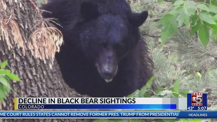 CPW reports bear sightings lower than years past