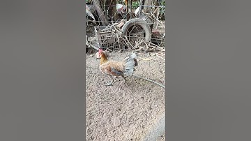 zề chủ mới mạnh giỏi nha đệ🐓#thứcgàrừng86 #gàrừngtaitrắng #gàrừngrặc