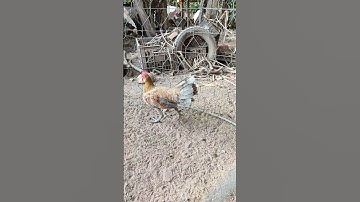 zề chủ mới mạnh giỏi nha đệ🐓#thứcgàrừng86 #gàrừngtaitrắng #gàrừngrặc