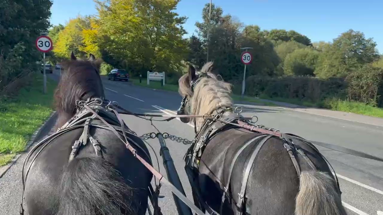 «Спешить — значит губить»: как выбрать правильный момент, чтобы отогнать молодую лошадь с Фрейей,...