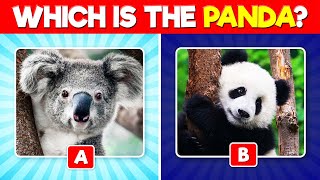 Guess the Correct Animal Quiz | Animal Trivia by The Quiz Show 5,266 views 4 weeks ago 10 minutes, 17 seconds