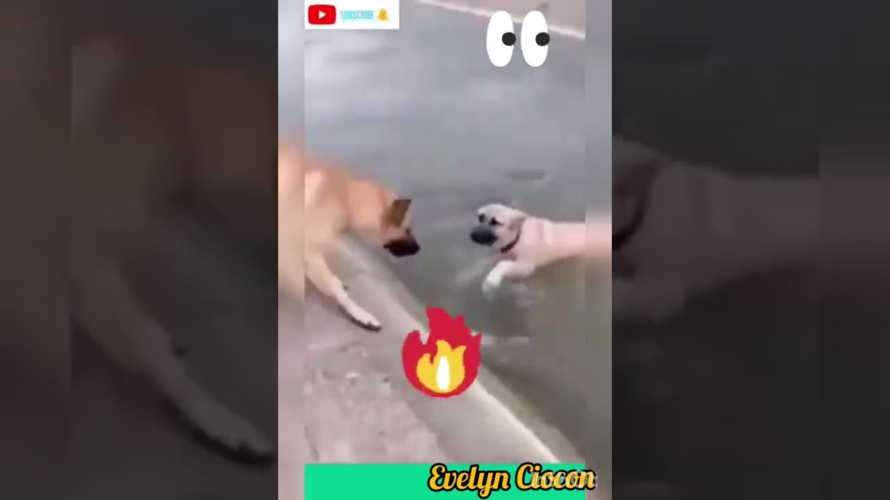 Lovable Dog Helping Other Dog!! |With This!! | 