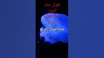 القرآن غذاء الروح. قناة القرآن الكريم. تلاوة هادئة تريح القلب وتزيل الهموم