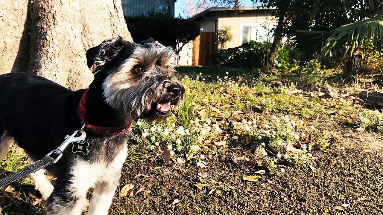 IamPEPE Stream No saltable