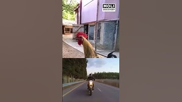 Những khoảnh khắc đáng kinh ngạc được camera ghi lại | Moli Discovery #shorts