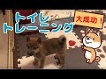 柴犬（豆柴）みかん｜我が家のトイレトレーニング