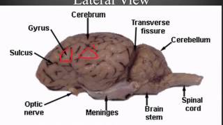 Sheep Brain Dissection Guide