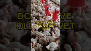 Share kardo apne sabhi poultry farming waale bhaiyon ko, taaki wo bhi apna profit bana sake✨💪