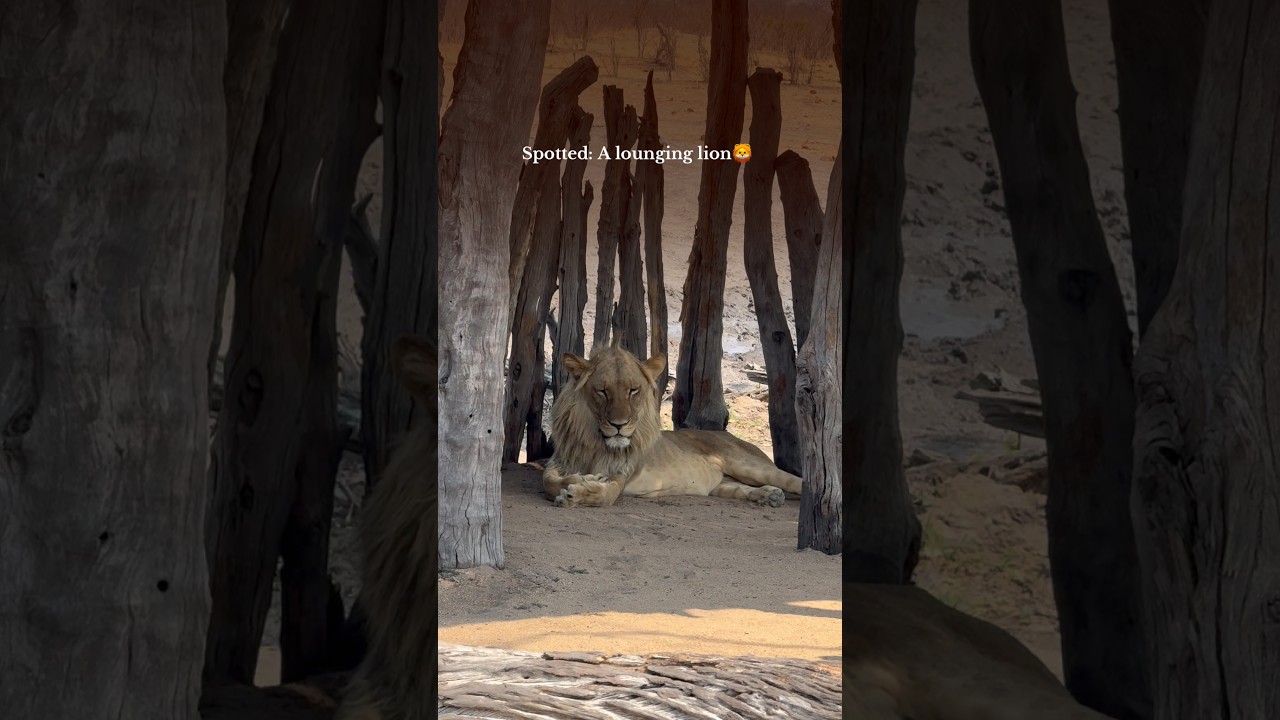 Too majestic to move 🦁💤  