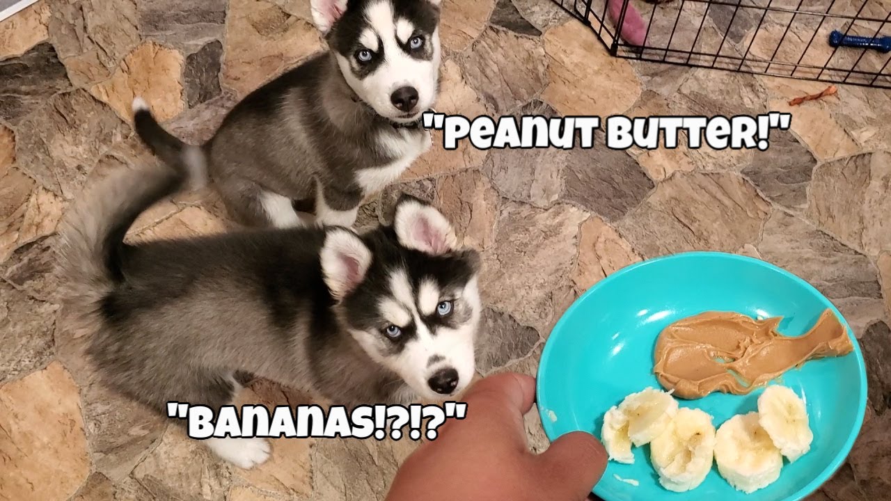 how many times a day should a husky eat