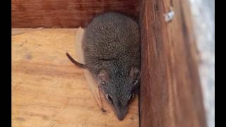 Antechinus (The Spitzmaus of Beuteltiere!) #zoology #marsupials #wildlife