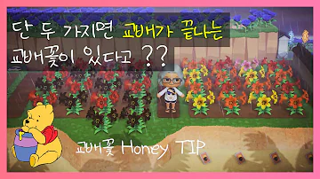 검은 백합 검은 백합