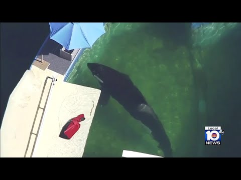 Miami Seaquarium announces plan to return orca Lolita to ‘home waters’