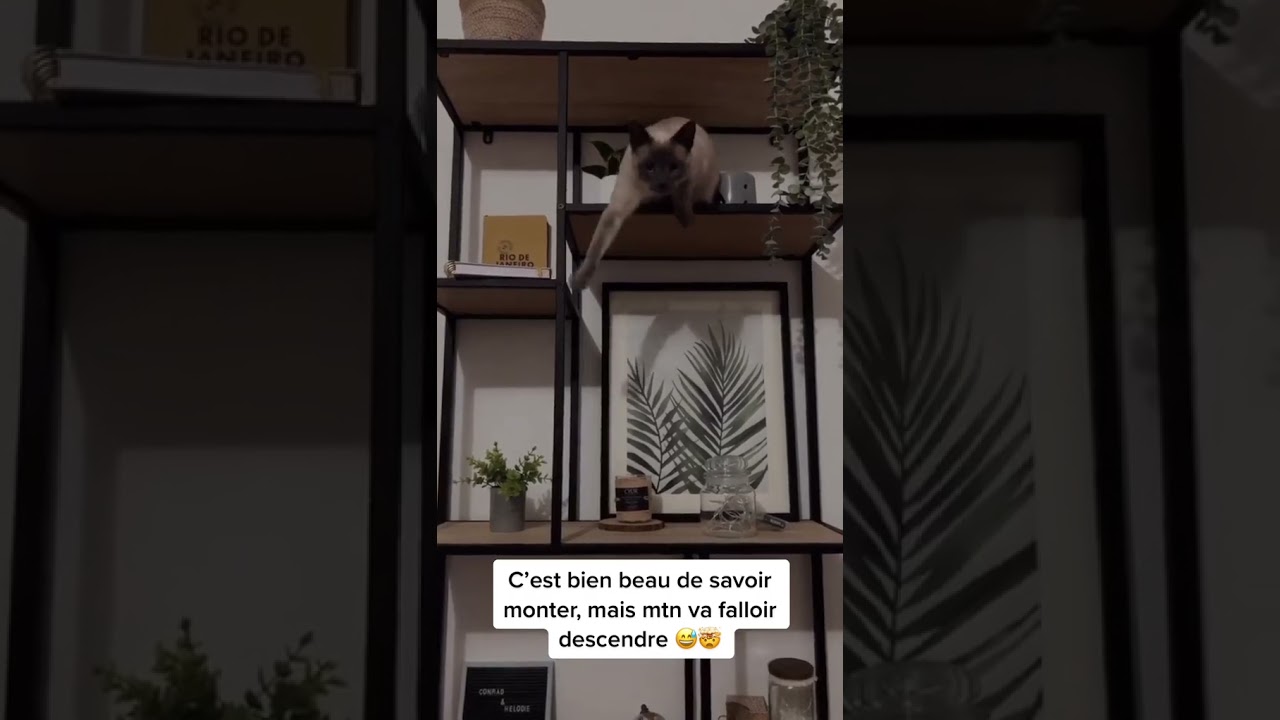 Une vraie cascadeuse celle là 😂 