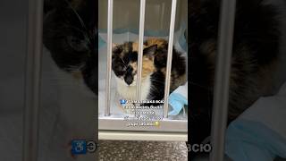 💔У Ариши отказывают почки. Дайте ей 3 секунды, пожалуйста😭