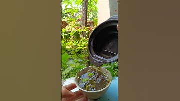 CẮT TỈA VÀ CHÂM NƯỚC CHO CHÉN NHỎ TRỒNG CÂY RAU MÁ ĐỒNG TIỀN/ CỎ ĐỒNG TIỀN/ RAU MÁ ĐỒNG BÁN CẠN