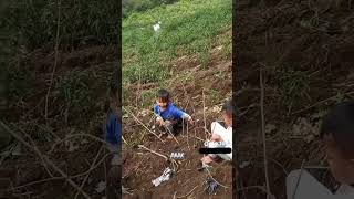 Menanam Jahe #menanam #bertani #cara