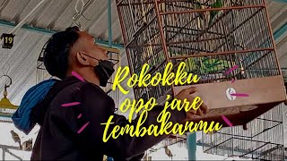 CUCAK IJO PARAMEX I JOKI SUPALI #pegantangtangguh #malang