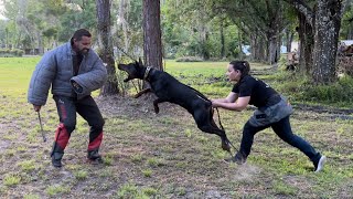 Doberman bite work training EliteProtectionDogs