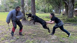 Doberman bite work training EliteProtectionDogs by EliteProtectionDogs 1,761 views 1 year ago 4 minutes, 46 seconds