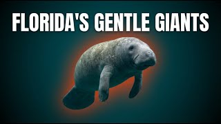 Why This Florida Manatee Crisis is WORSE Than You Thought