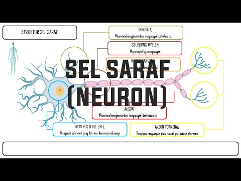 Struktur Anatomi dan Fungsi Sel Saraf (Neuron)