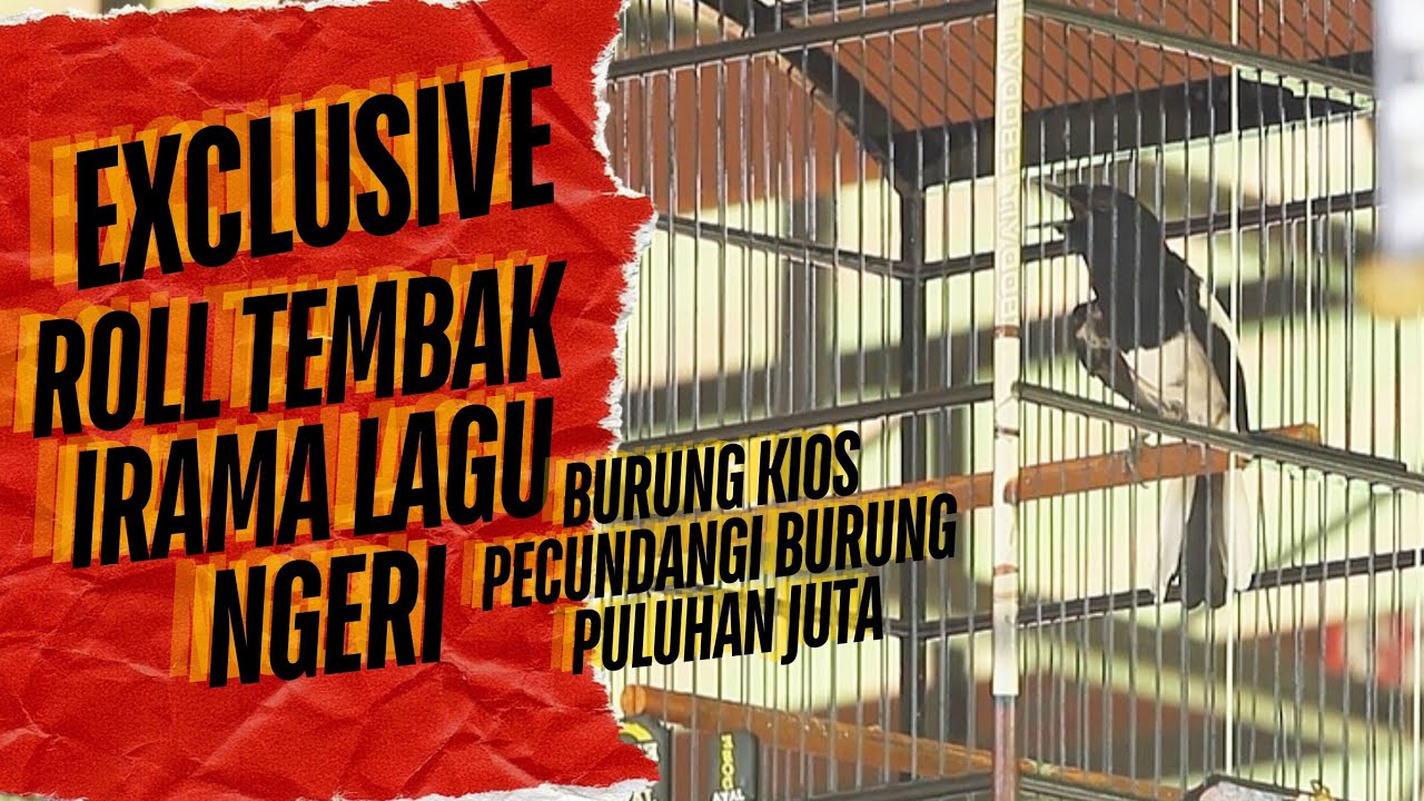 Exclusive🔥kacer TAPAK DEWA di kelas ini Bikin Babak Belur Lawan(Burung Kios)yang Lagi viral-DENGERIN