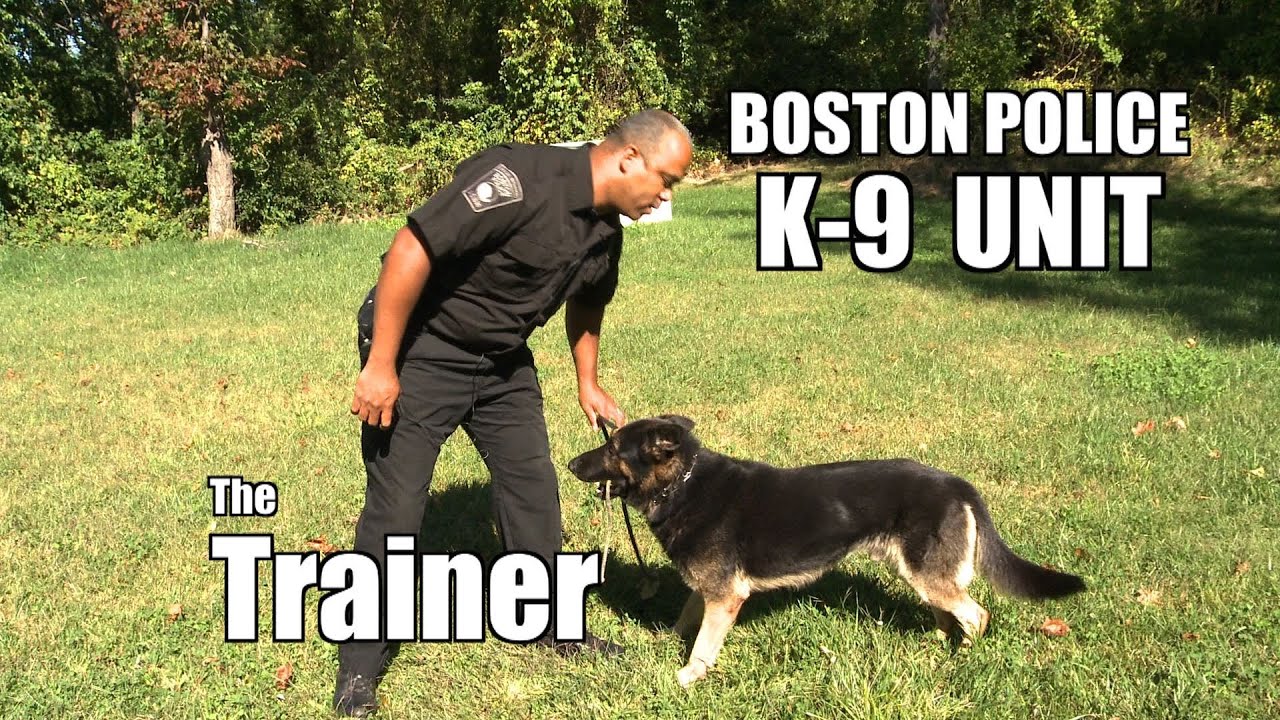 Boston Police K9 Unit The Trainer YouTube