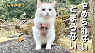 散歩中に岩に登ってキメ顔する猫がかわいかったwラグドール猫との暮らし