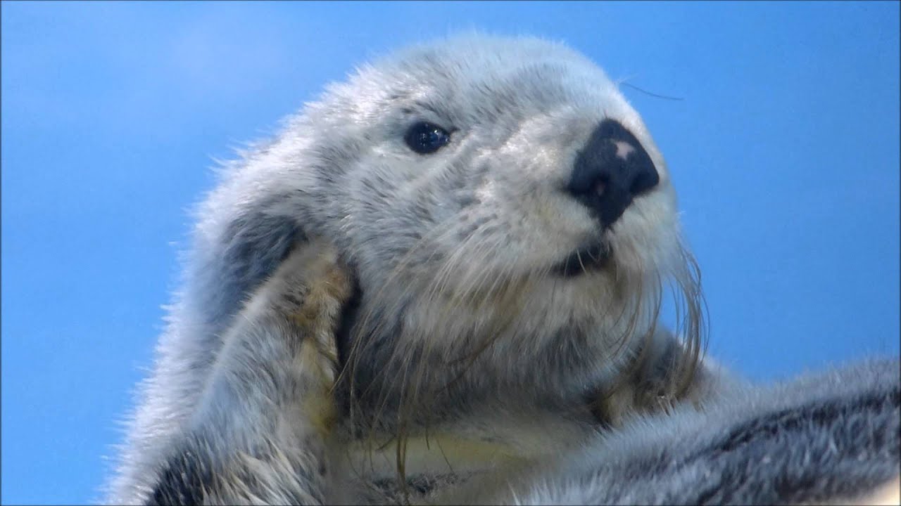ラッコのミール、お耳をくりくり♪（20150428＠サンシャイン水族館）