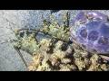 Diving under the sea to catch eels, crabs and sea cucumbers | Part 193