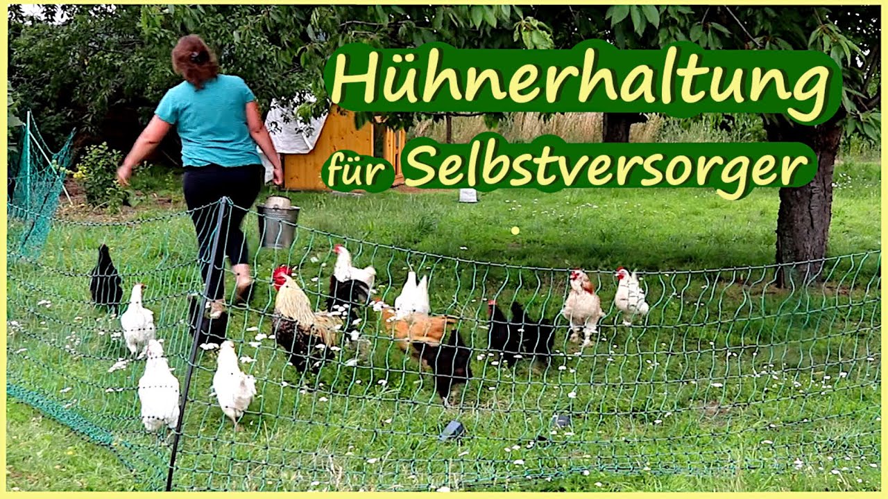 Hühnerhaltung für Selbstversorger - Wie viele Hühner brauche ich um mich selbst zu versorgen?