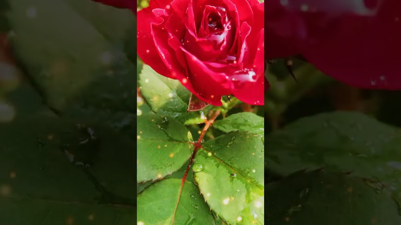 The rose is red,The violet 's blue,sugar is sweet, and so are you