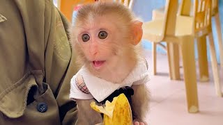 Pika Monkey Enjoys Going To Breakfast With Grandpa