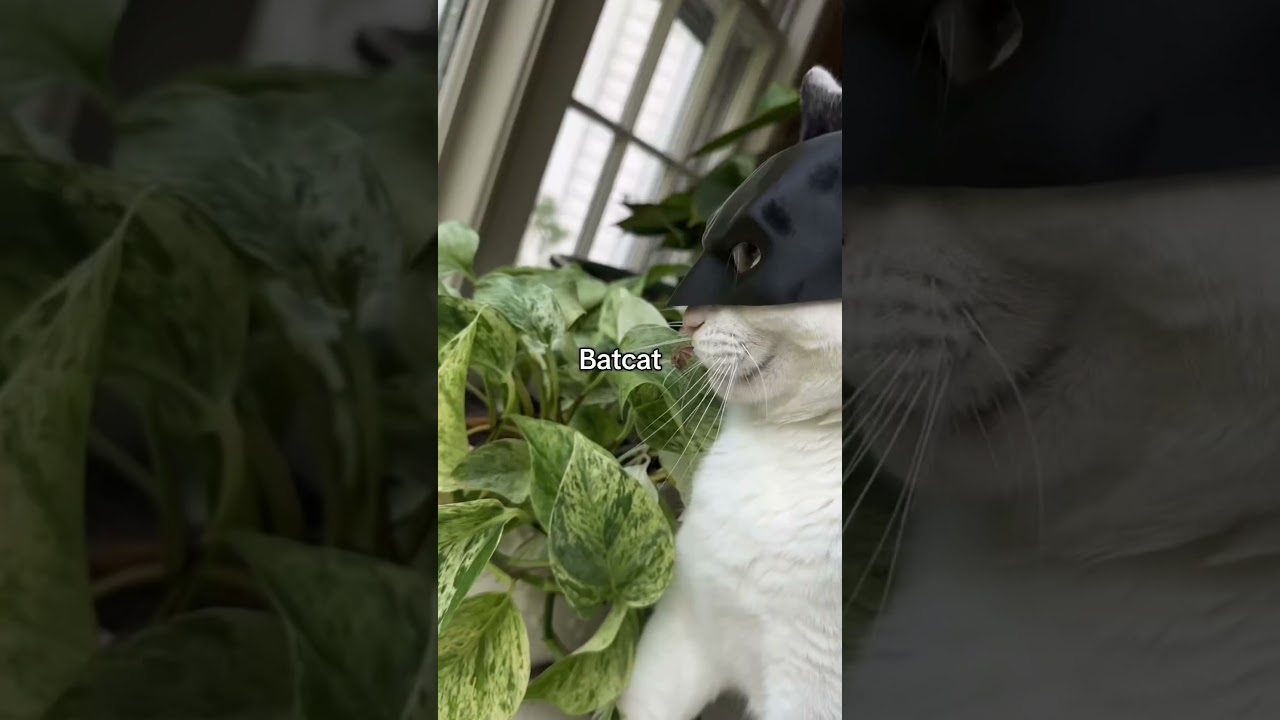 ‼️GET THE BATCAT MASK NOW‼️ 