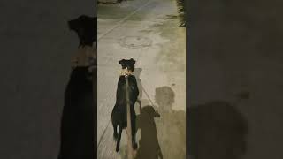 Destroyer Bullz Spark Son Of Zebo X Cercie