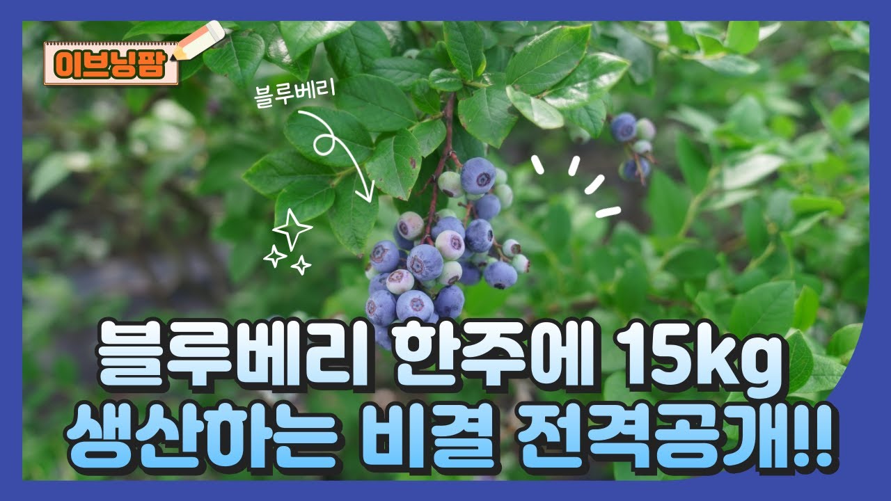 블루베리 한주에 15kg 생산하는 비결 전격공개!!