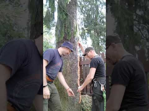 2-ой ролик Как измерить диаметр дерева