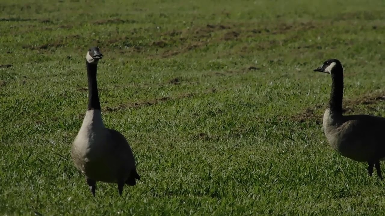 canada-geese-at-william-burnett-elementary-school-youtube