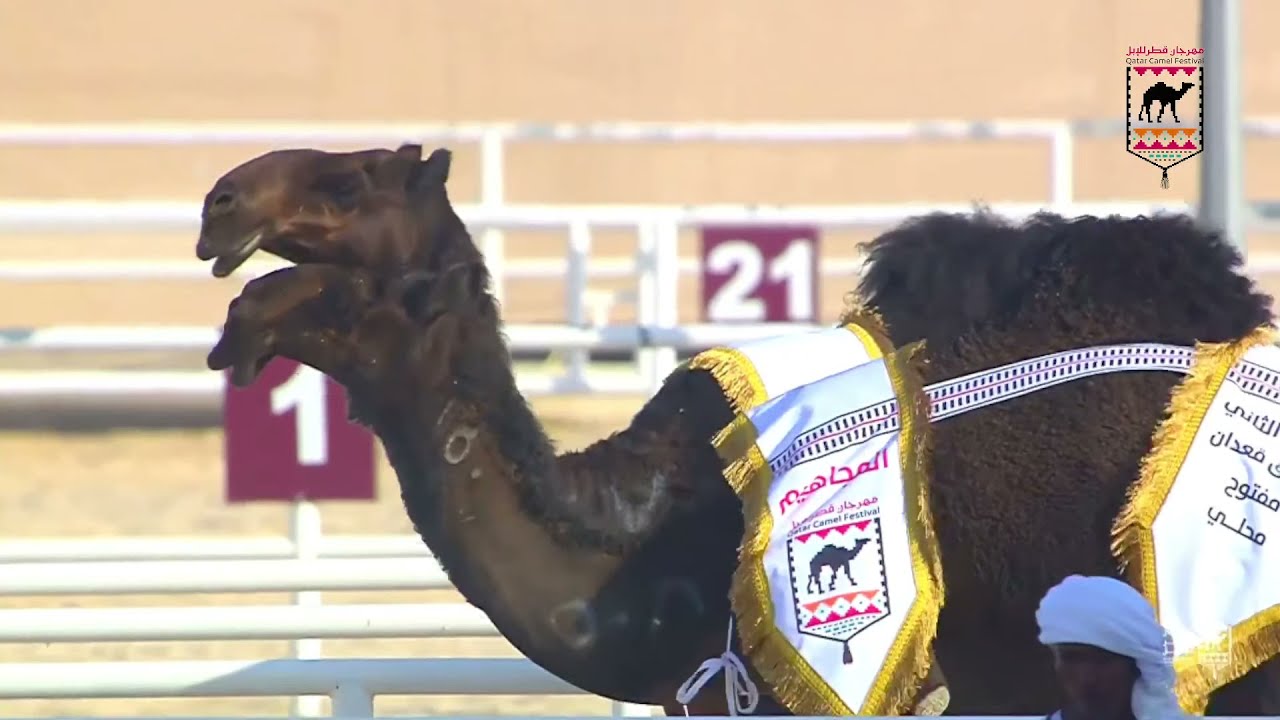 إعلان الفائزين بأشواط المفاريد والحقايق - فئة المجاهيم المحلي - مهرجان قطر للإبل