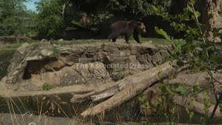 Download lagu Bears and elephants at Berlin Zoo cool off in heatwave