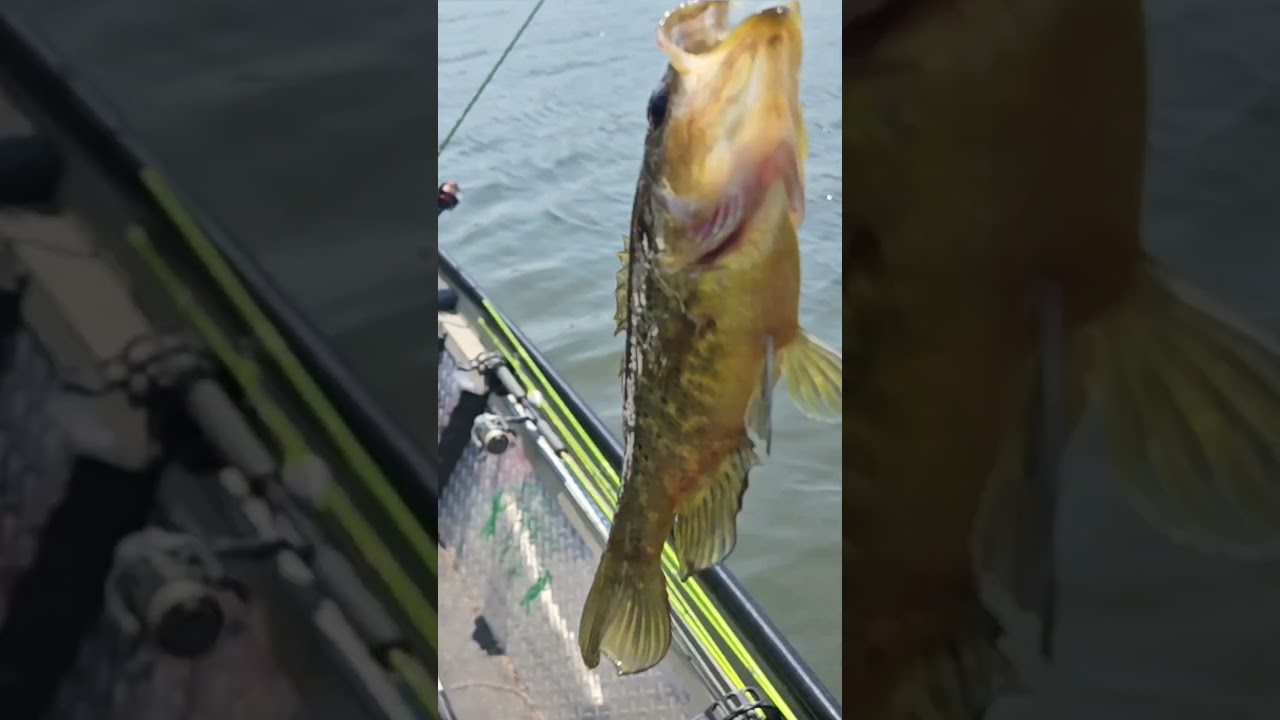 Did you know this  fish is called a  warmouth? 